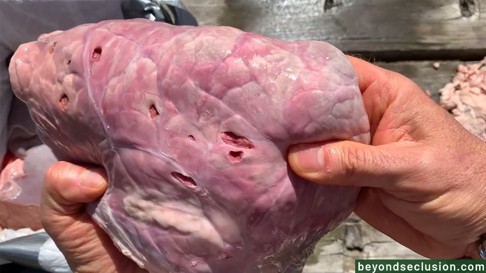 A man is reviewing the results of the meat shooting test with 22 WMR by examining bullet fragmentation through a dissected dead cow's lung tissue